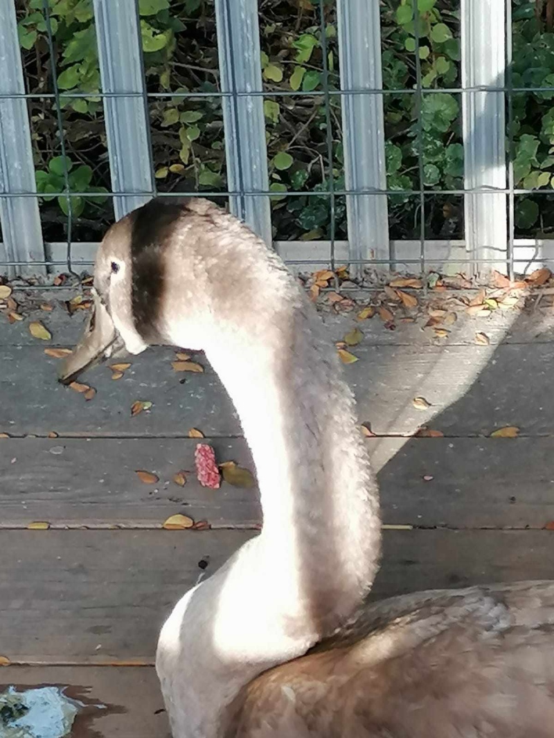 zdjęcie: Ranny Łabędź na stawie.